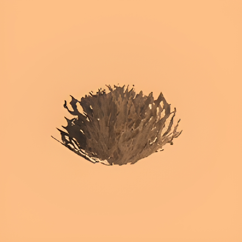Desert Scrub
