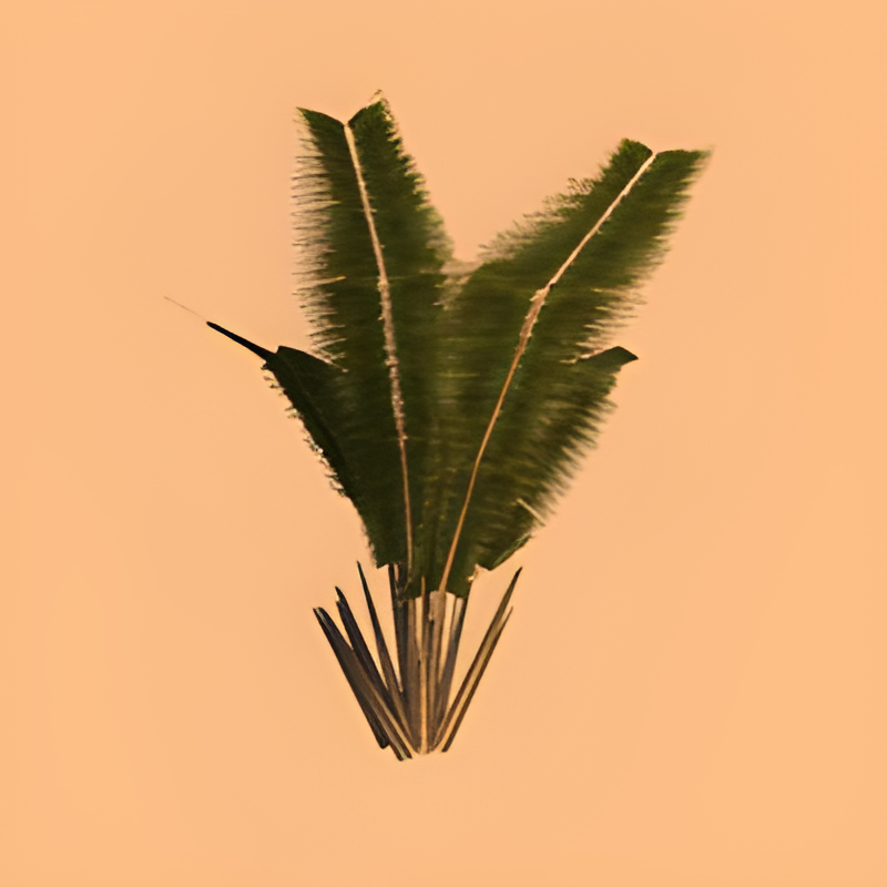 River Palm Single #1