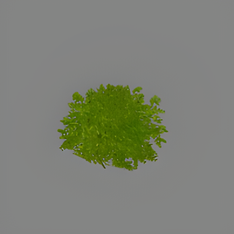 Green Bush #2
