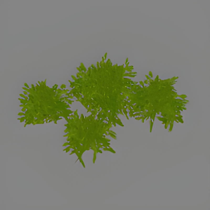 Green Bush #2 Group
