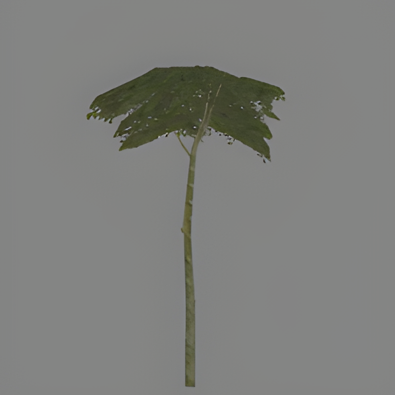 Jungle Tree #13