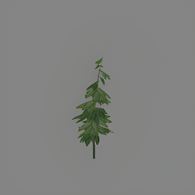 Ficus Tree