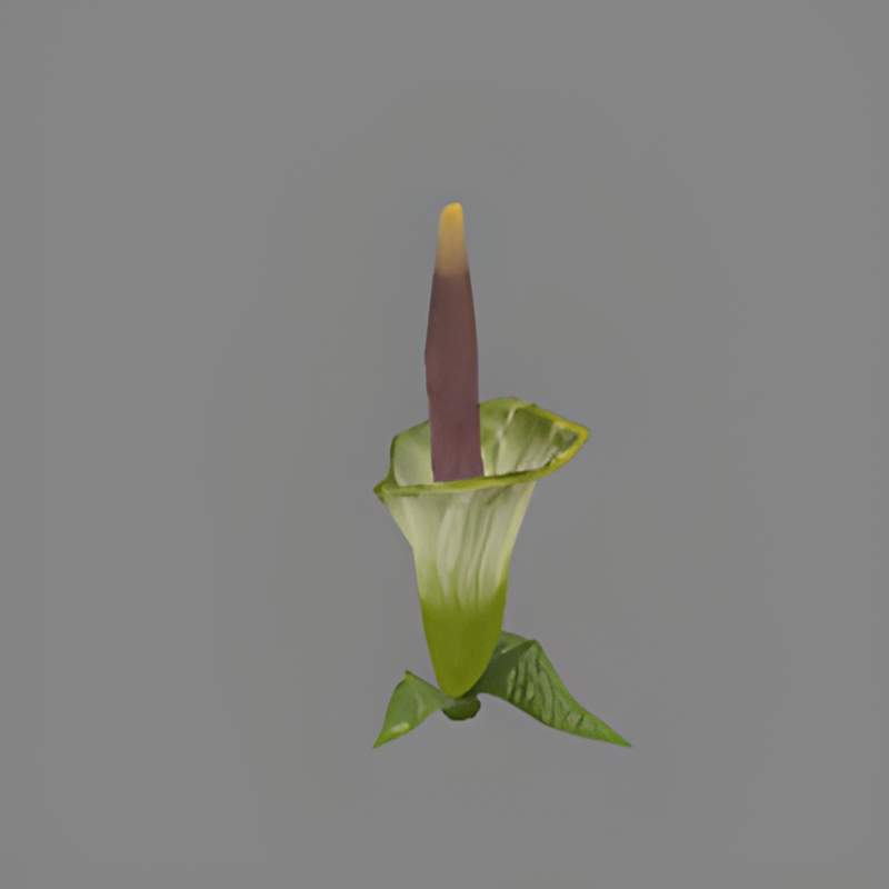 Plant #1