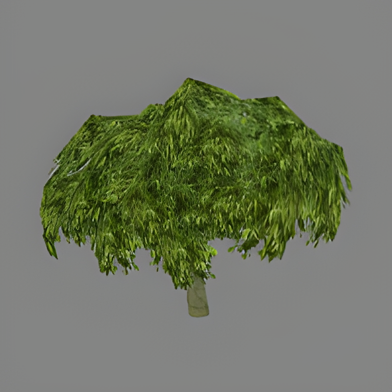 Mango Tree