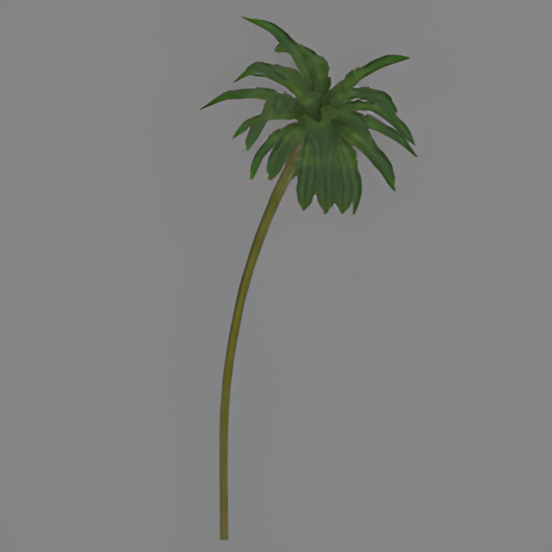 Palm Tree #3 (curved)