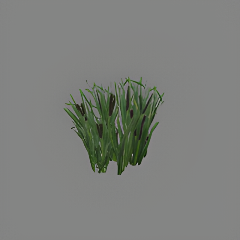 Reed