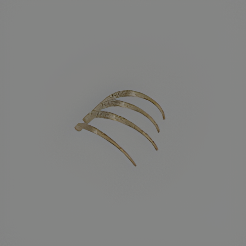 Rib Bones