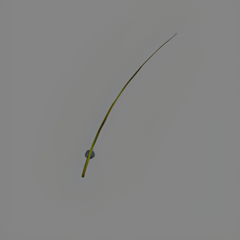 Fishing Rod